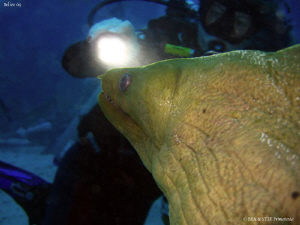 Who is watching who?. San Pedro, Belize. Canon Ixus 980. by Bea & Stef Primatesta 